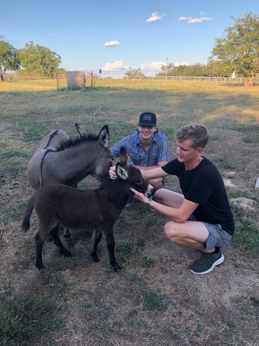 Miniature Donkeys for Sale